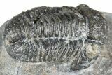 Bargain, Detailed Gerastos Trilobite Fossil - Morocco #363948-1
